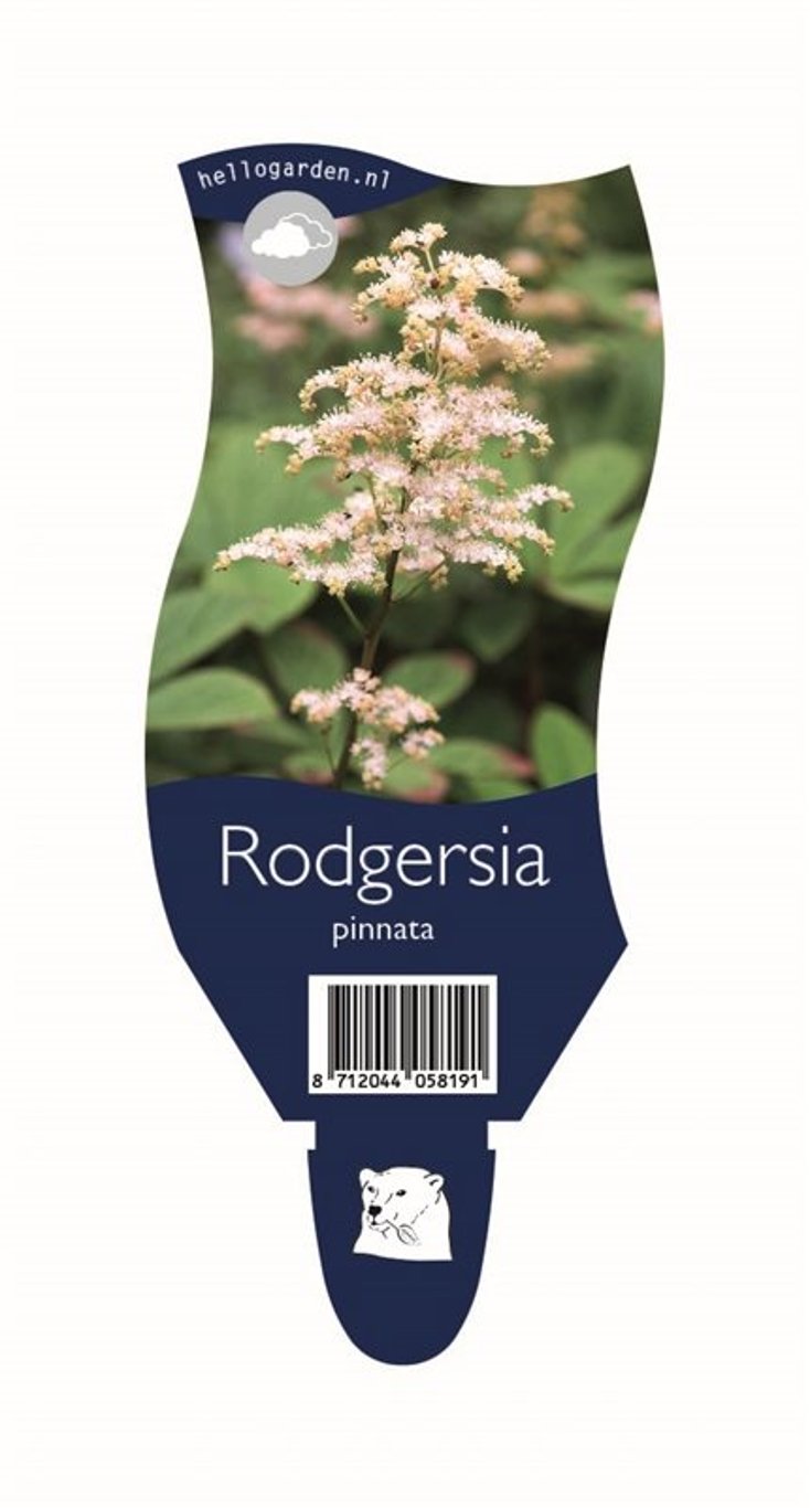 Rodgersia pinnata - P11